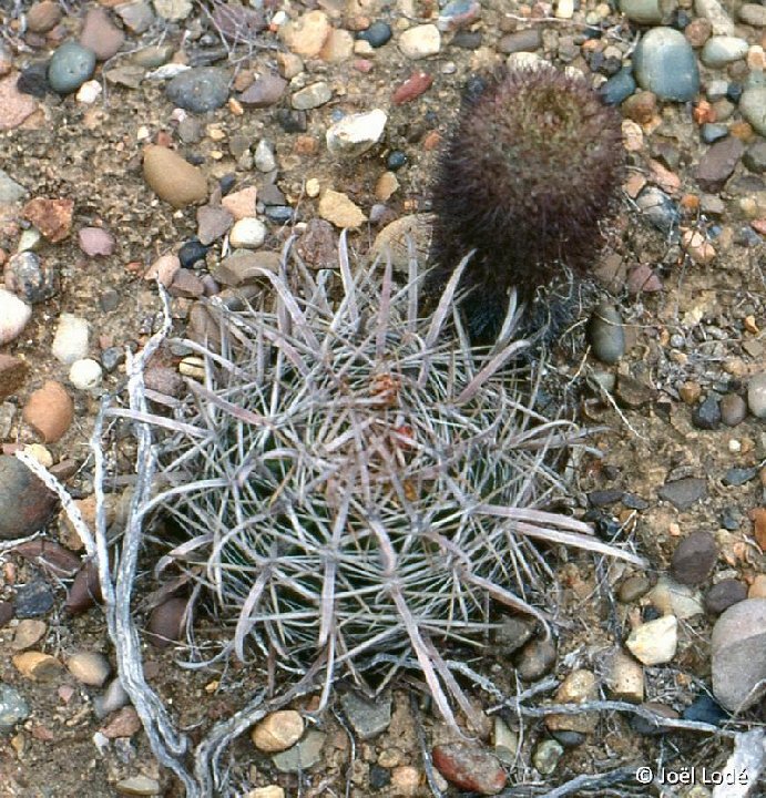 Ferocactus fordii BC, Mexico ©JL